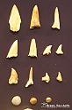 VBS_9049 - Museo Paleontologico - Asti